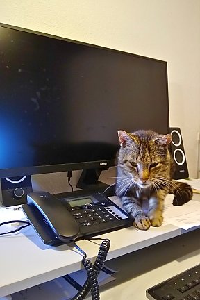 Johnny hat heute Telefondienst.